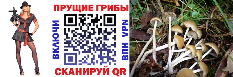 закладка  Отрадный  Галлюциногенные грибы ЛСД 